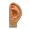 Ear Acupressure Model